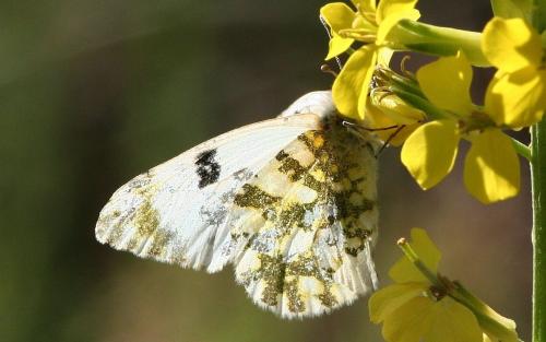 Réf. 28 123 : Euchloe crameri