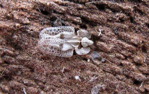 Corythucha ciliata