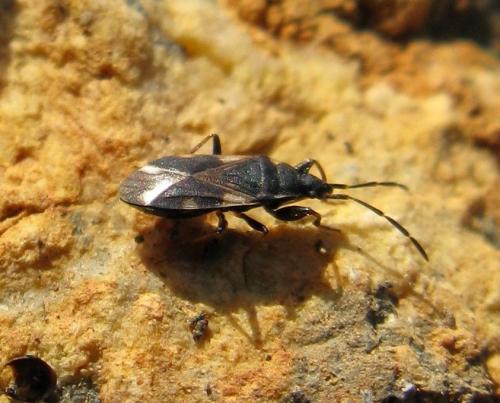 Taphropeltus andrei