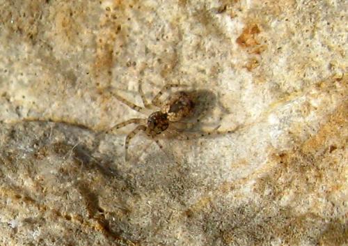 Oecobius sp.