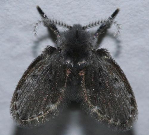 Réf. 28 440 : Clogmia albipunctata