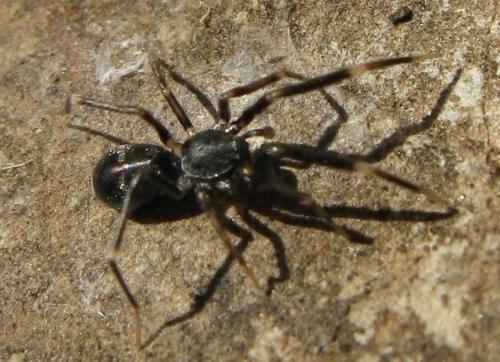 Liophrurillus flavitarsis