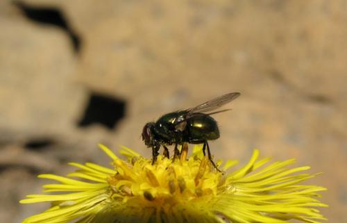 Neomyia sp.