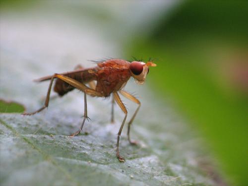 Tetanocera sp.
