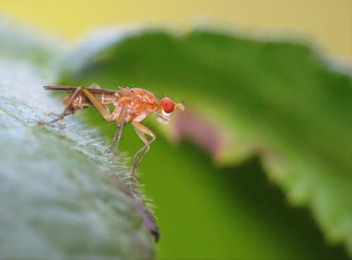 Tetanocera sp.