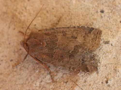 Conistra ligula