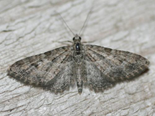 Gymnoscelis rufifasciata