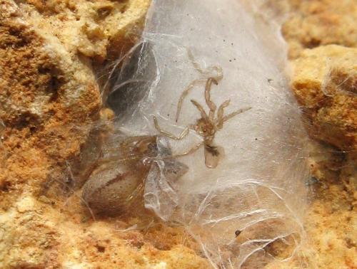 Clubiona sp.