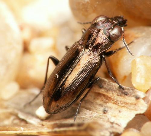 Réf. 28 830 : Notiophilus substriatus