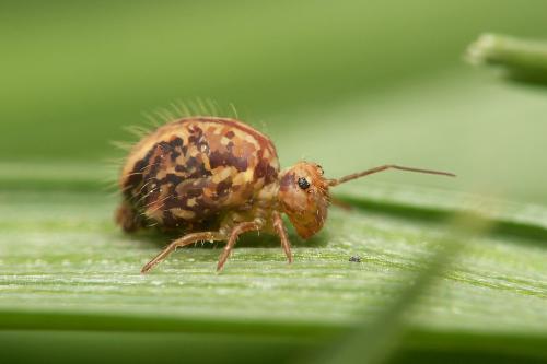 Sminthurus viridis