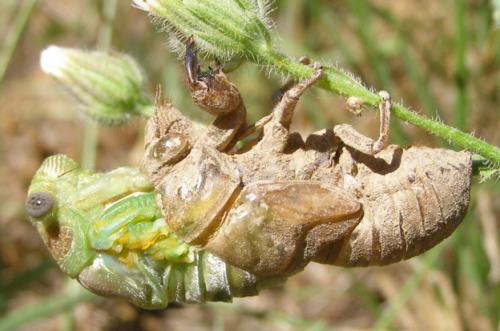 Lyristes plebejus