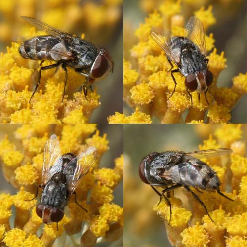 Miltogramma sp.