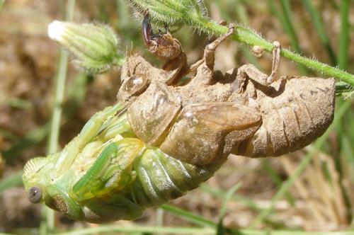Lyristes plebejus