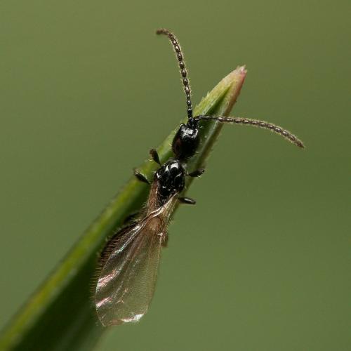 Réf. 28 843 : Psilus sp.