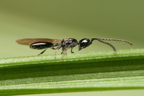 Réf. 28 844 : Psilus sp.