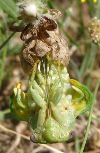 Réf. 28 713 : Lyristes plebejus