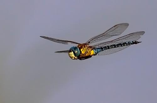 Aeshna affinis