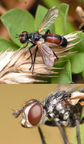 Réf. 28 133 : Cylindromyia sp.