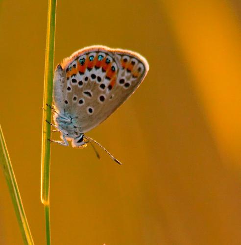 Plebejus argus