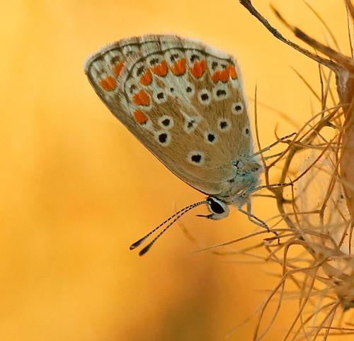 Réf. 28 493 : Aricia agestis