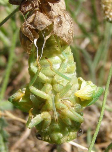 Lyristes plebejus