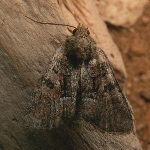 Réf. 28 519 : Oligia fasciuncula