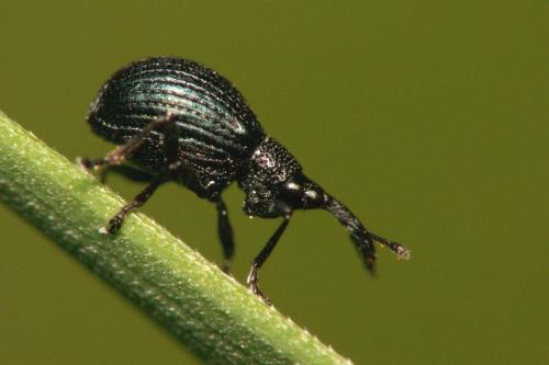 Réf. 28 539 : Ischnopterapion virens