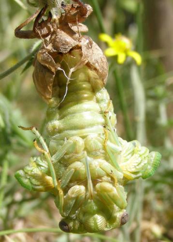 Lyristes plebejus