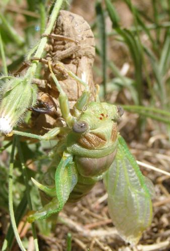 Lyristes plebejus
