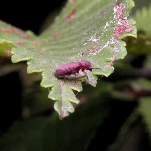 Anobium sp.