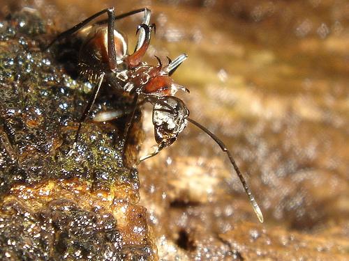 Polyrhachis olybria
