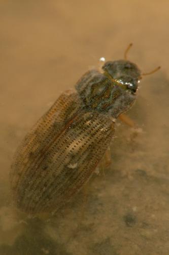 Helophorus sp.