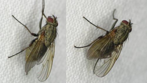 Helina sp.