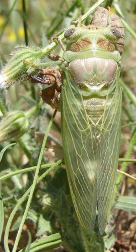 Lyristes plebejus