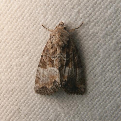 Réf. 28 520 : Mesoligia furuncula