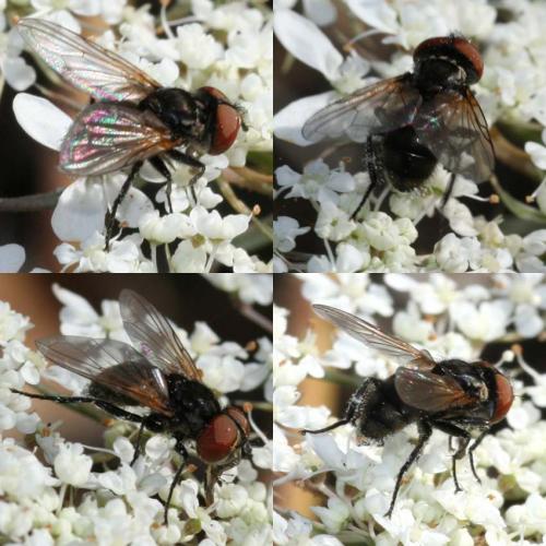 Phasia obesa