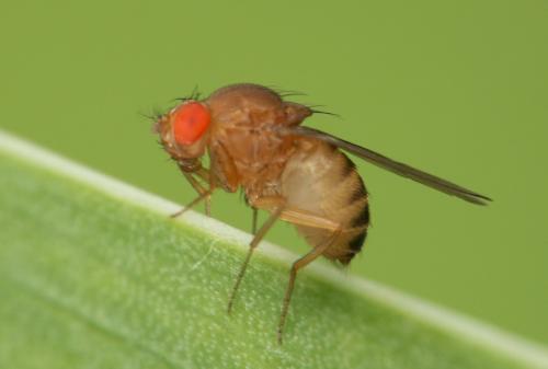 Drosophila sp.