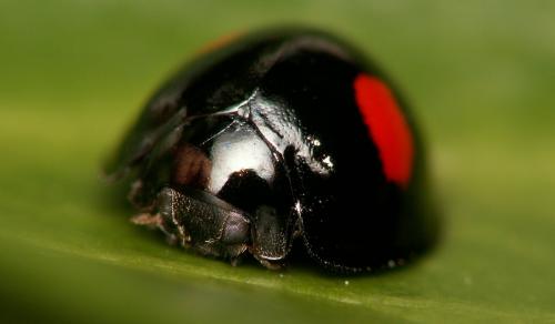 Chilocorus renipustulatus