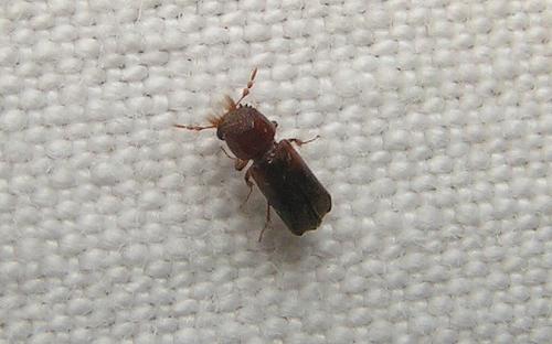 Réf. 28 474 : Scobicia chevrieri