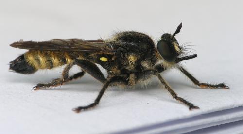 Choerades sp.
