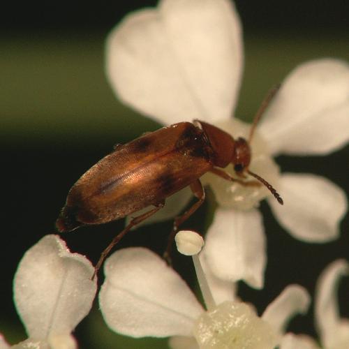 Réf. 28 540 : Anaspis maculata