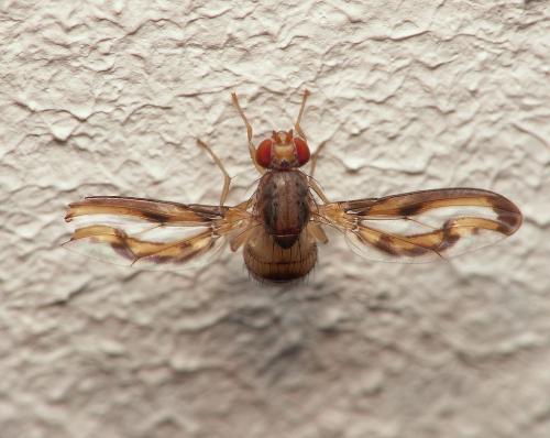 Toxoneura muliebris