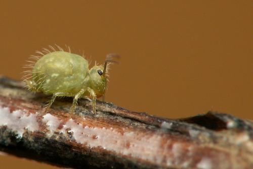Sminthurus viridis