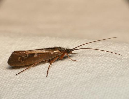 Limnephilus sp.