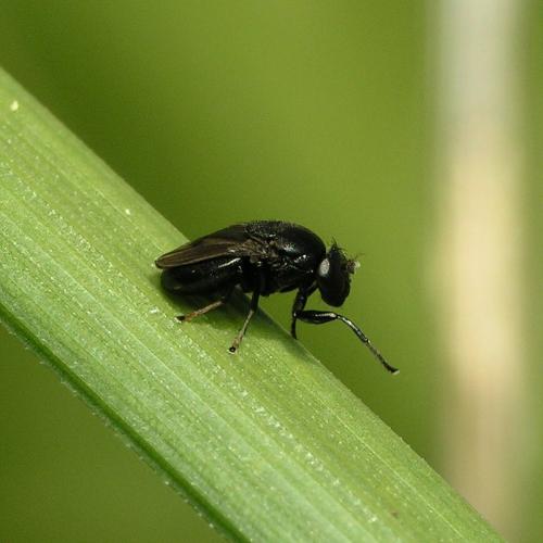 Discomyza incurva