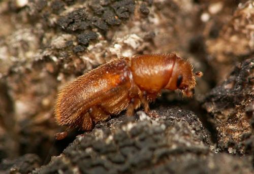 Réf. 28 460 : Hylurgus ligniperda