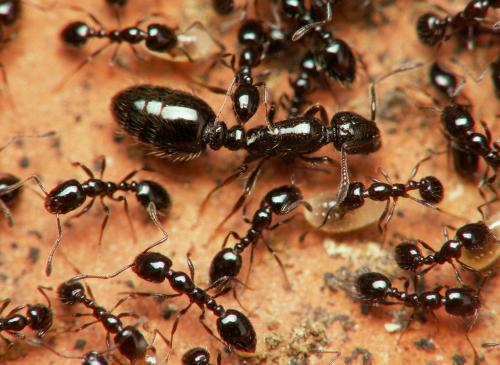 Monomorium sp.