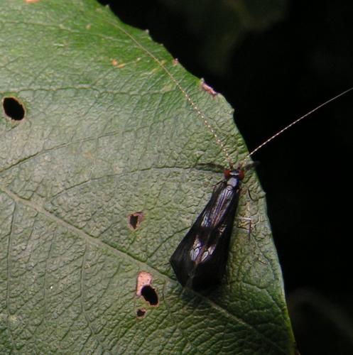 Réf. 28 551 : Mystacides azureus