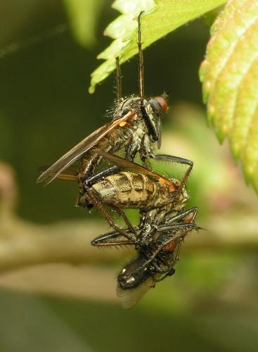 Empis tessellata