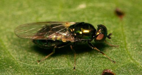Réf. 28 184 : Microchrysa polita